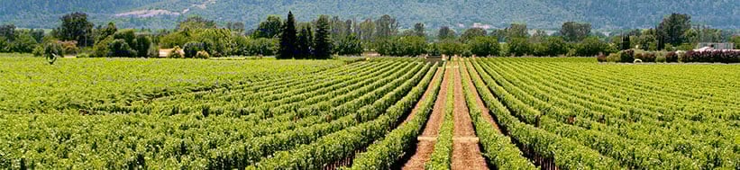 Prisoner Wine Company