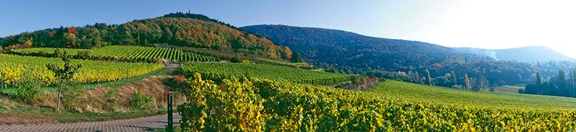 Weingut Odinstal, Inh. Thomas Hensel