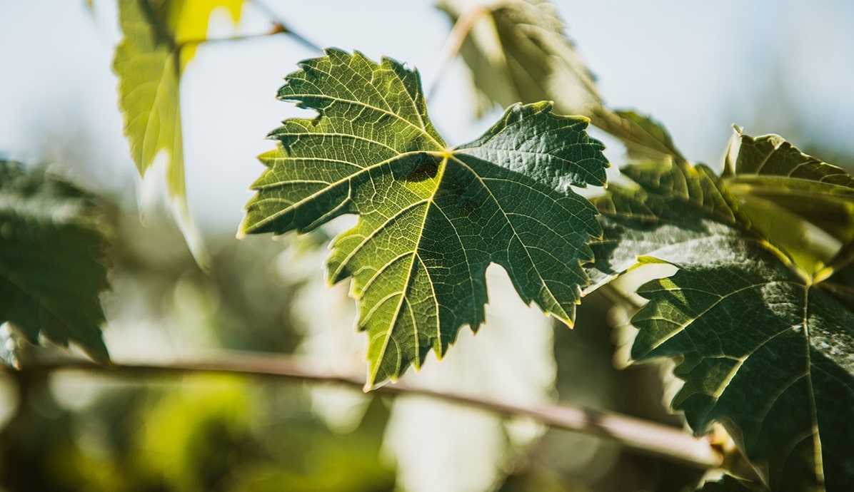 Image of Amerikanische Jungferninseln